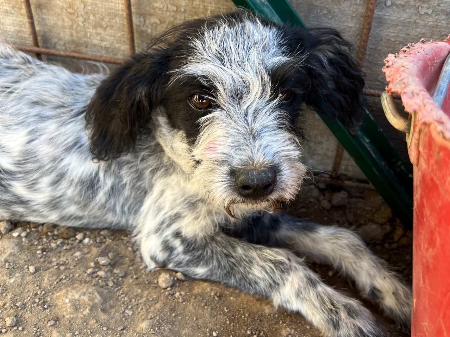Adotta il cane Birba a Roma