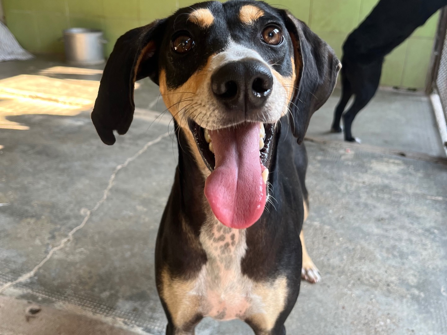 Adozione cane, maschio, Razza sconosciuta Razza sconosciuta, 1 anno e 9 mesi, taglia media contenuta, Milano