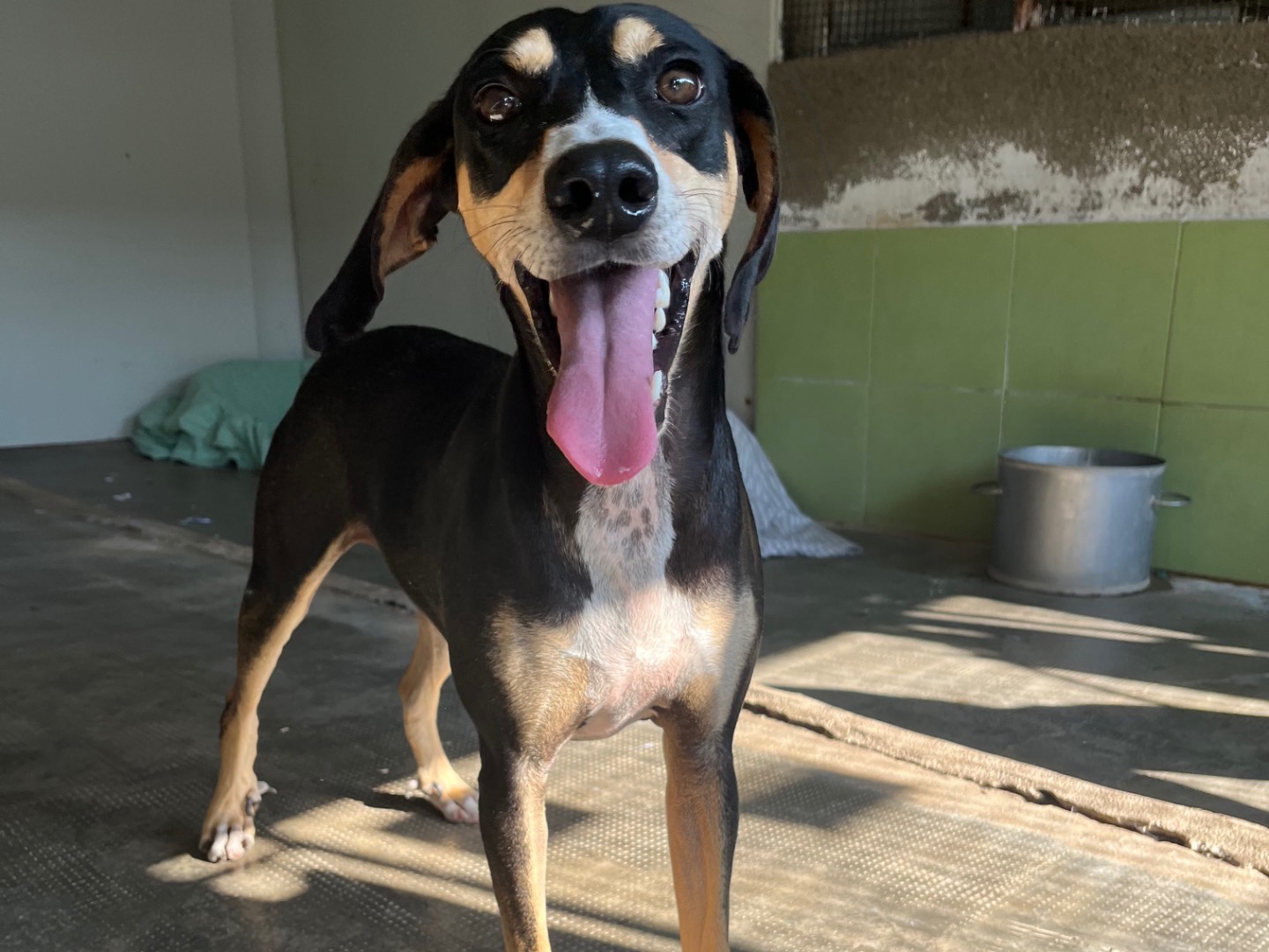 Vuoi adottare un cane a Milano?