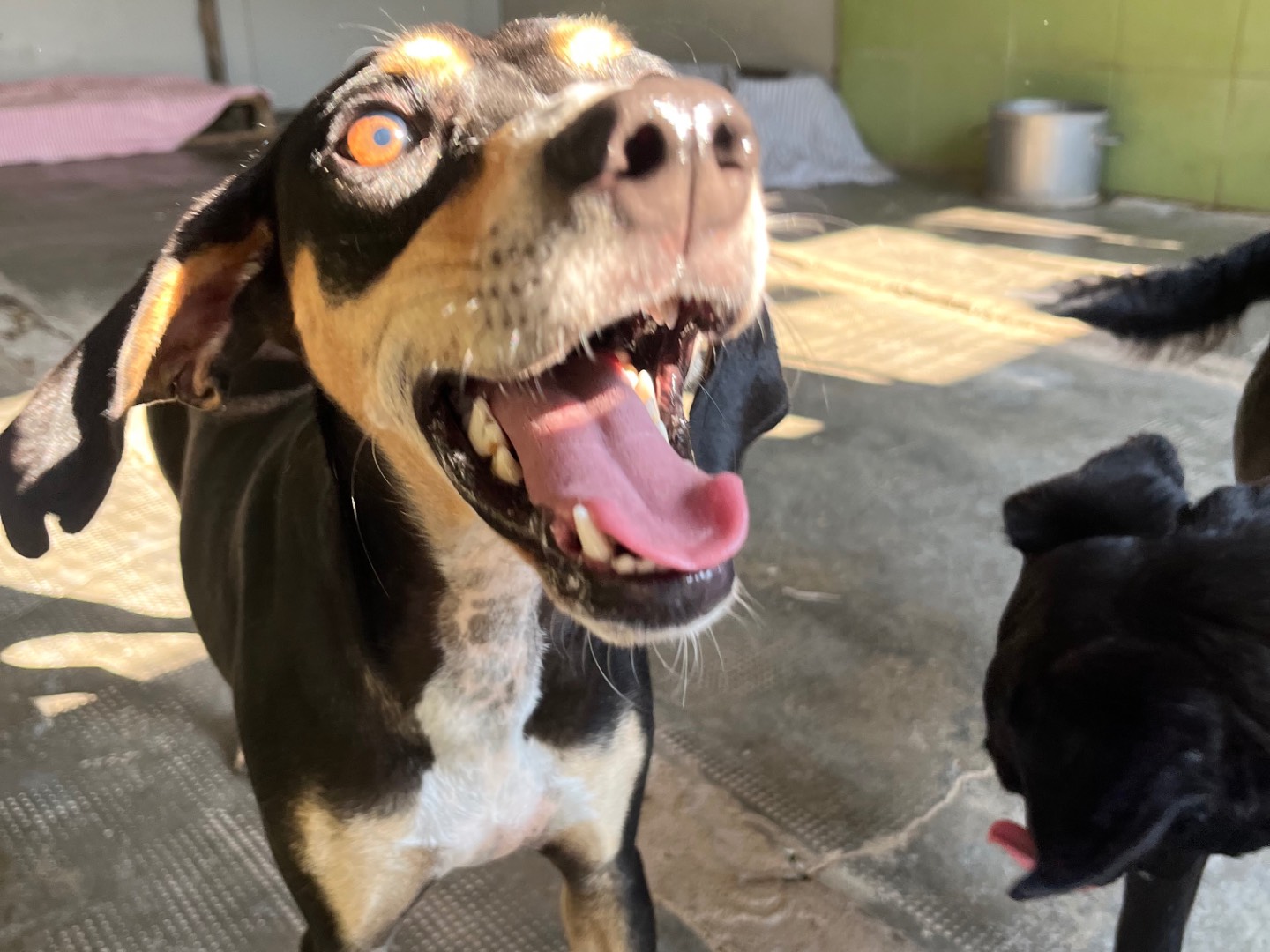 Adotta il cane Fulvio a Milano