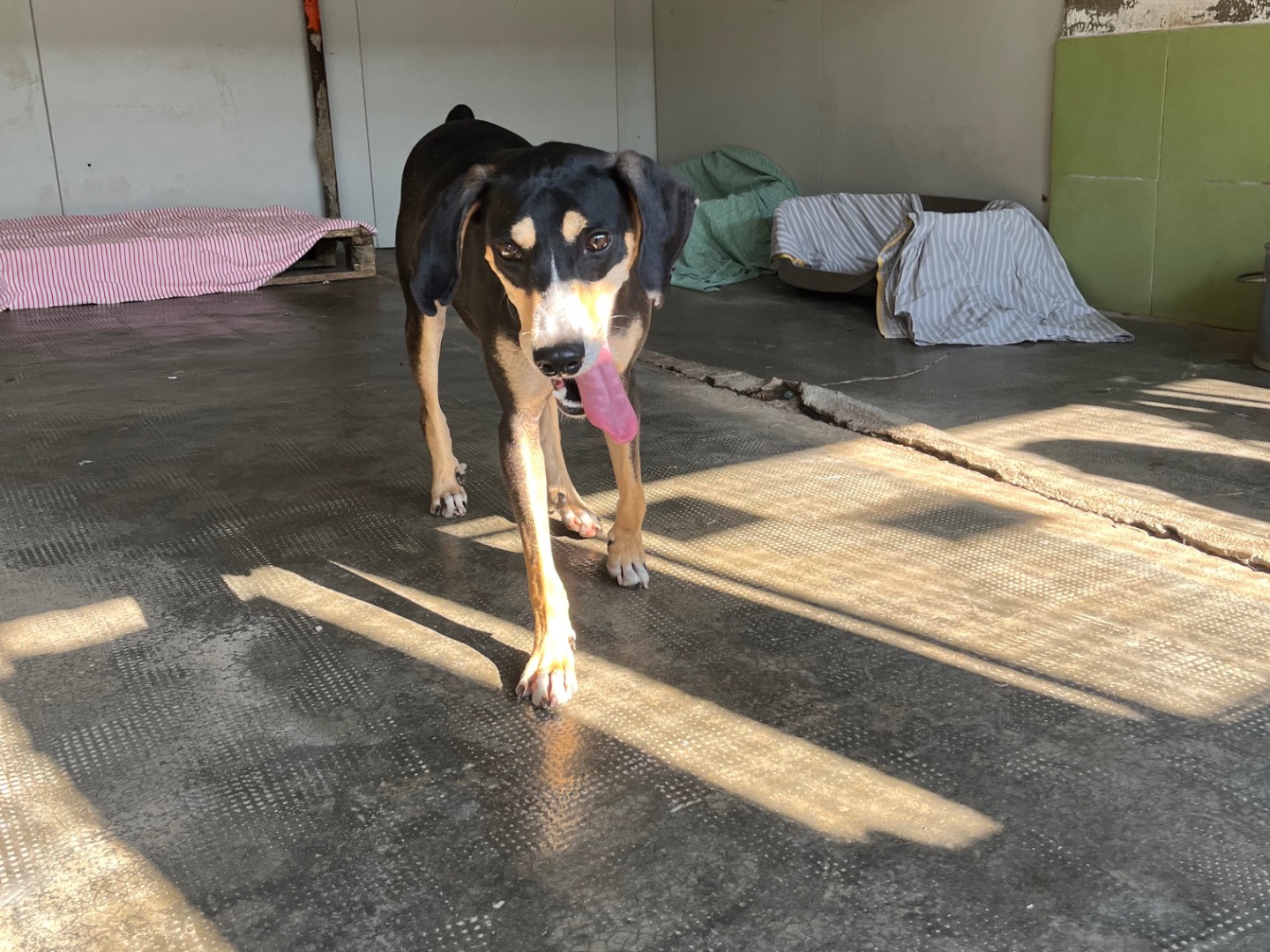 Adotta un cane, maschio, 1 anno e 9 mesi, Milano