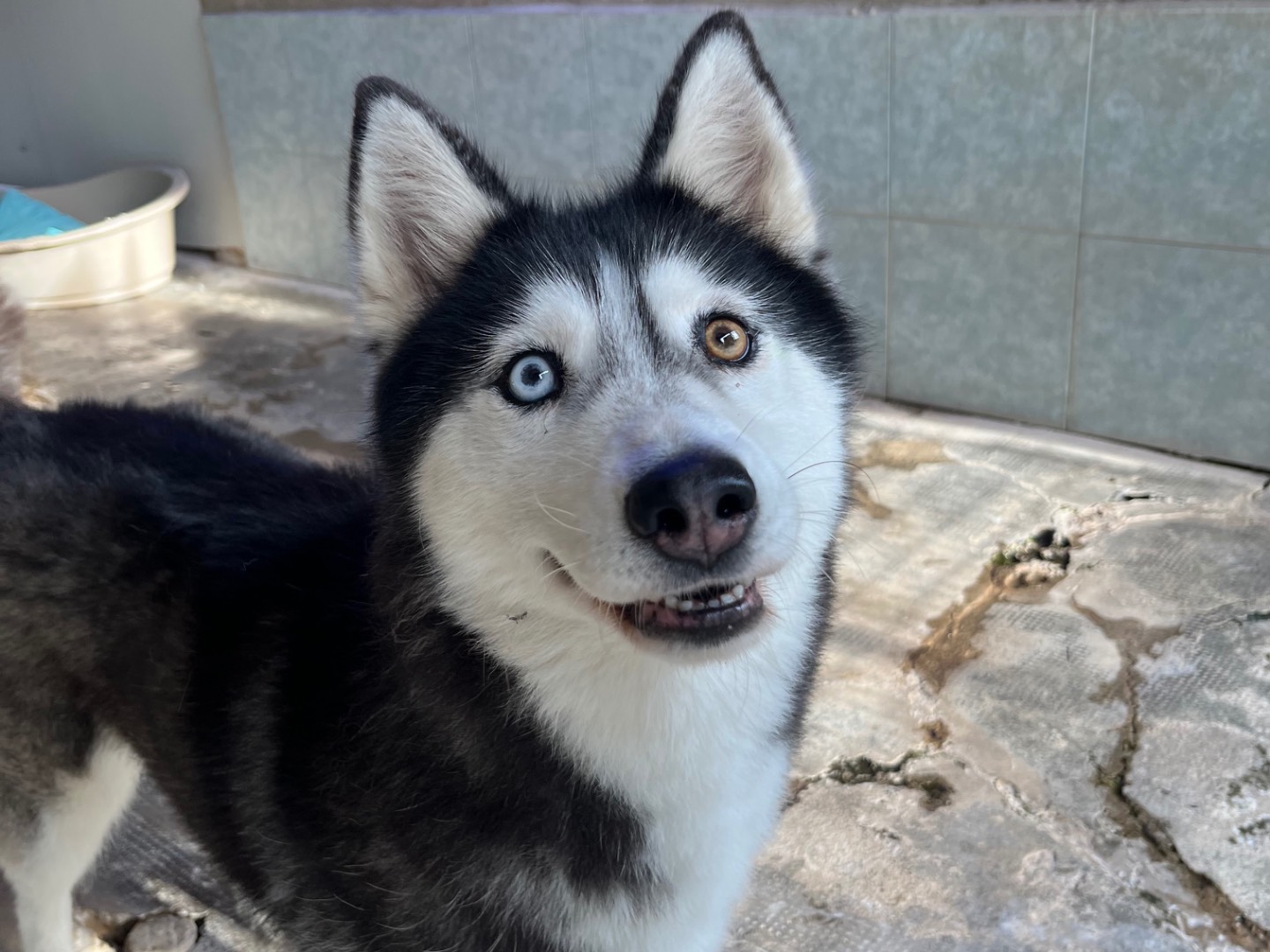 Adotta un cane, femmina, 6 anni e 6 mesi, Milano