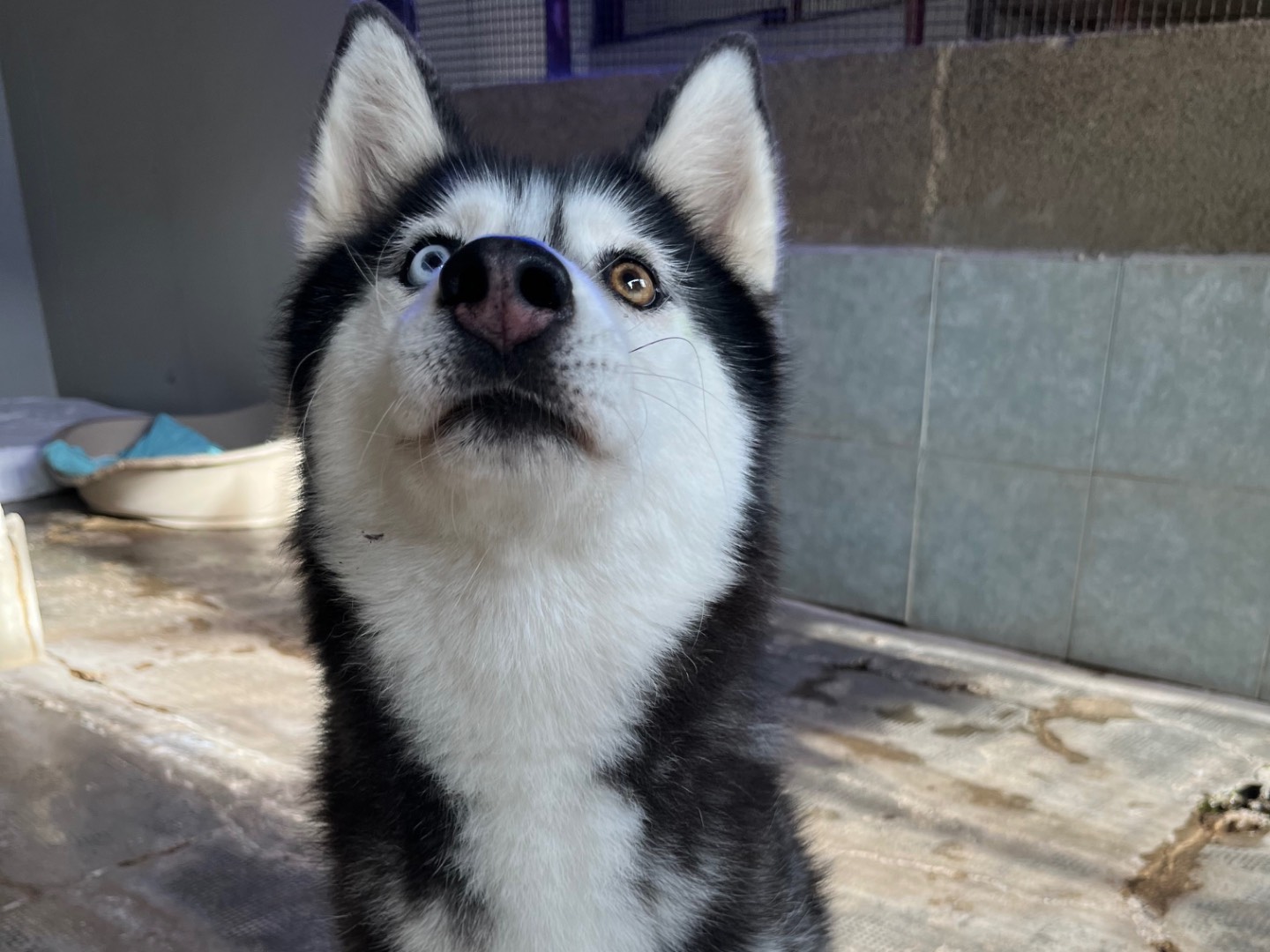 Adotta il cane Lara a Milano