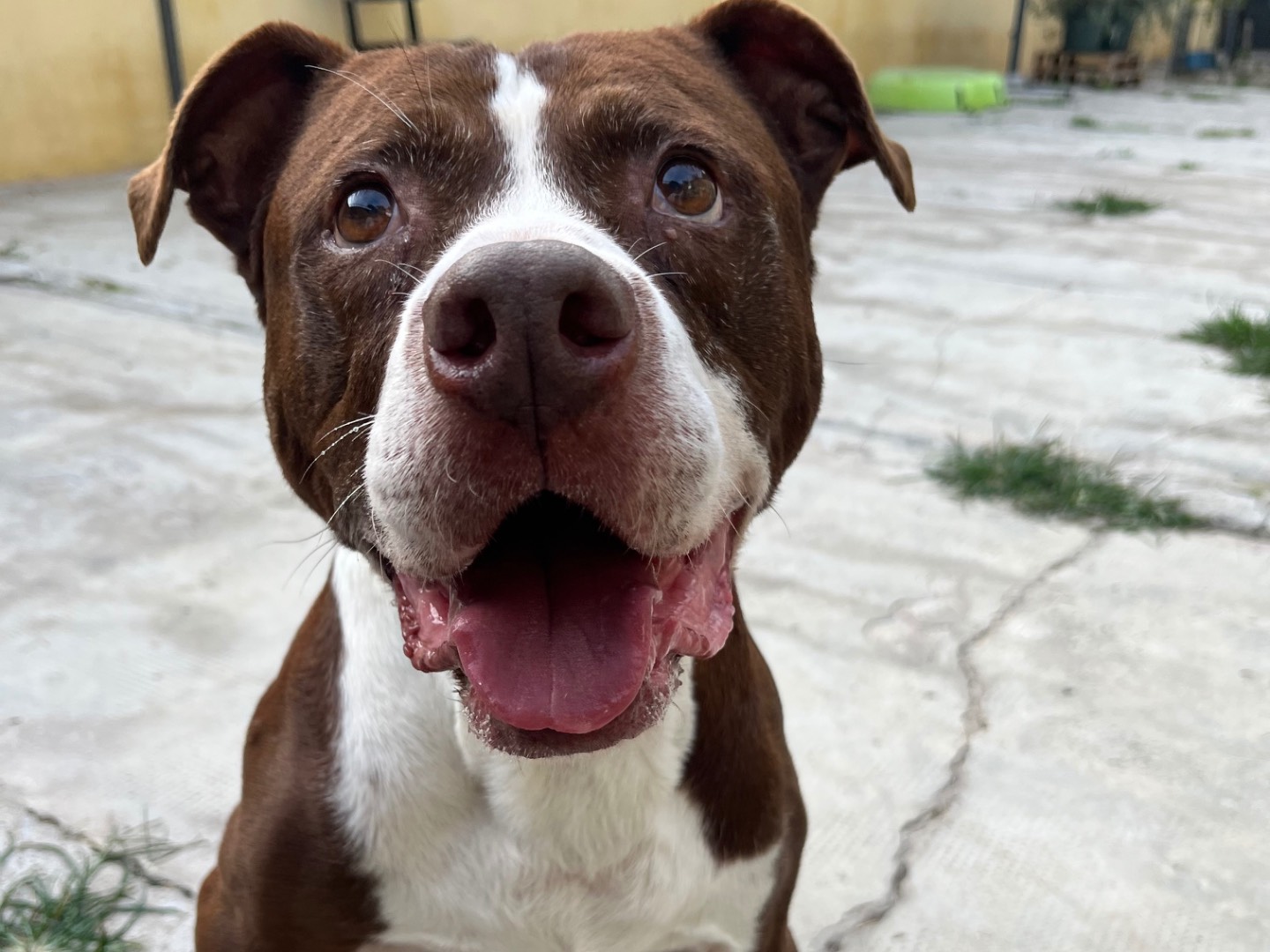 Adotta il cane Peter a Milano