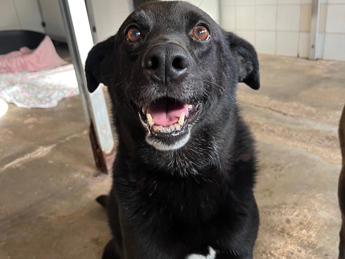 Adozione cane, maschio, Razza sconosciuta Razza sconosciuta, 10 anni e 6 mesi, taglia media, Milano