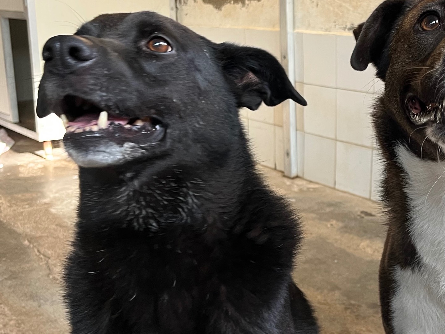 Adotta il cane Elio  a Milano