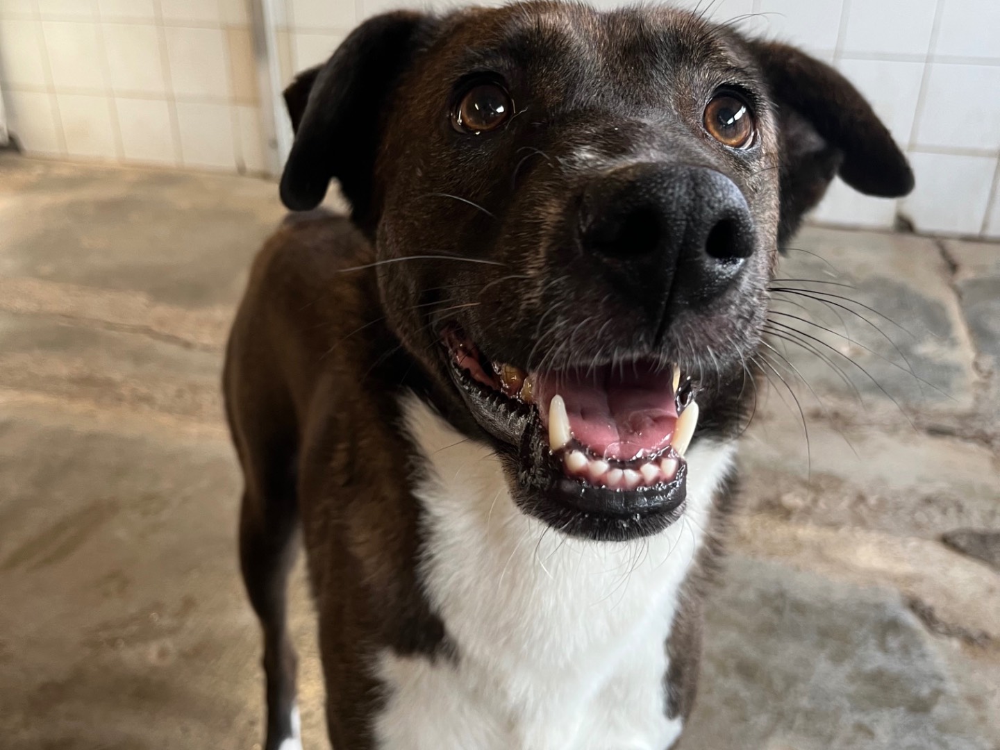 Adozione cane, femmina, Razza sconosciuta Razza sconosciuta, 3 anni e 6 mesi, taglia media, Milano