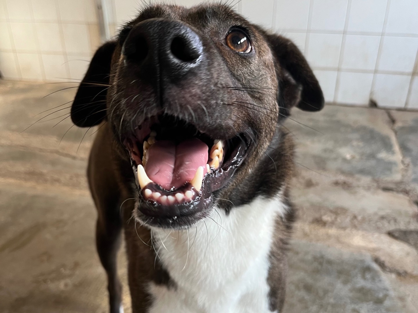 Adotta il cane Havana a Milano