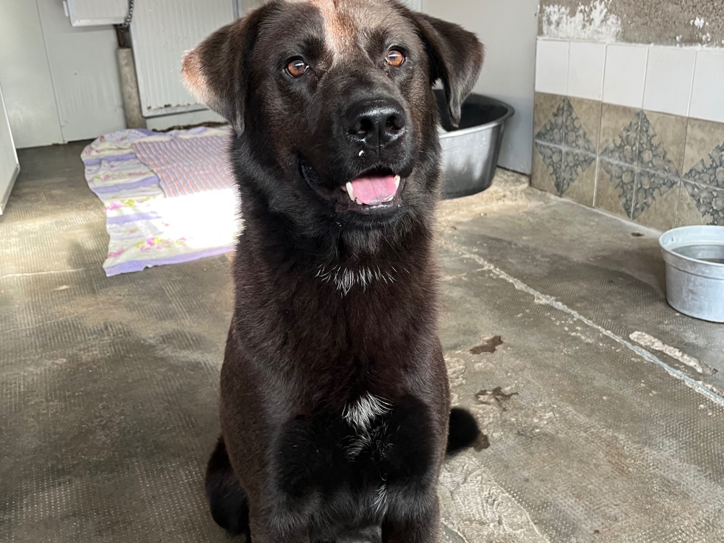 Adozione cane, maschio, Labrador Retriever Pastore tedesco, 2 anni e 3 mesi, taglia grande, Milano