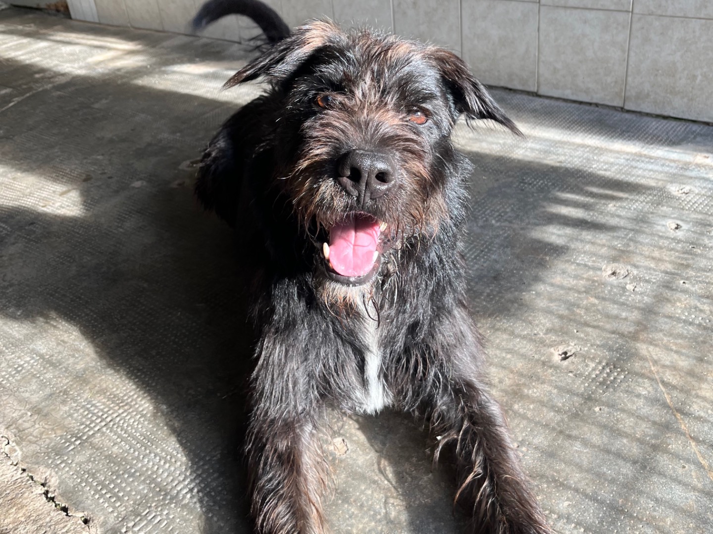 Adozione cane, maschio, Spinone Pitbull, 7 anni e 6 mesi, taglia grande, Milano