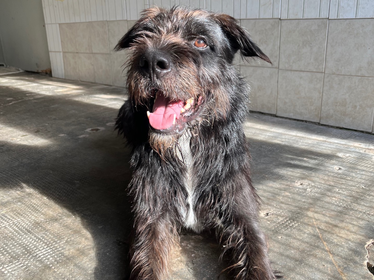 Adotta un cane, maschio, 7 anni e 6 mesi, Milano