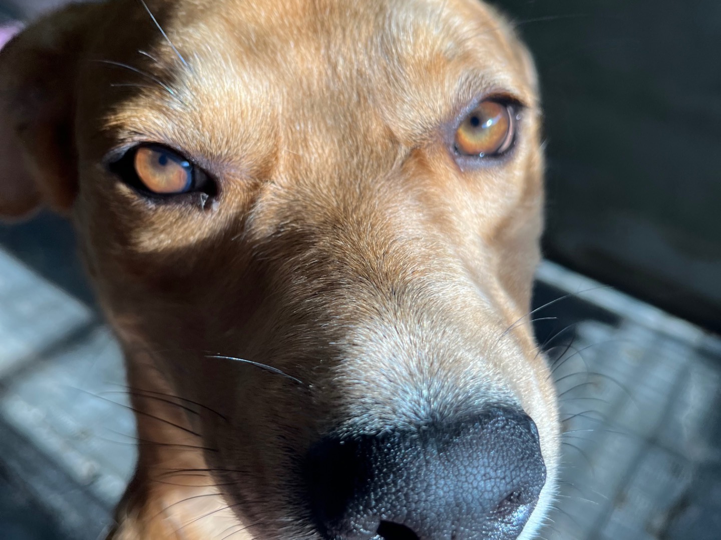Adotta un cane, taglia grande, femmina, Milano