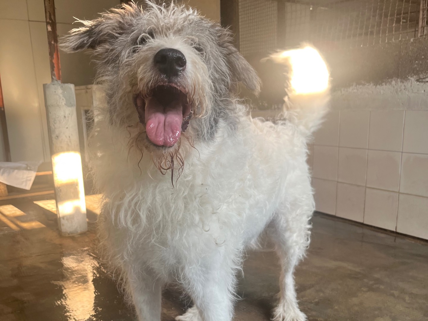 Adotta il cane Matt a Milano
