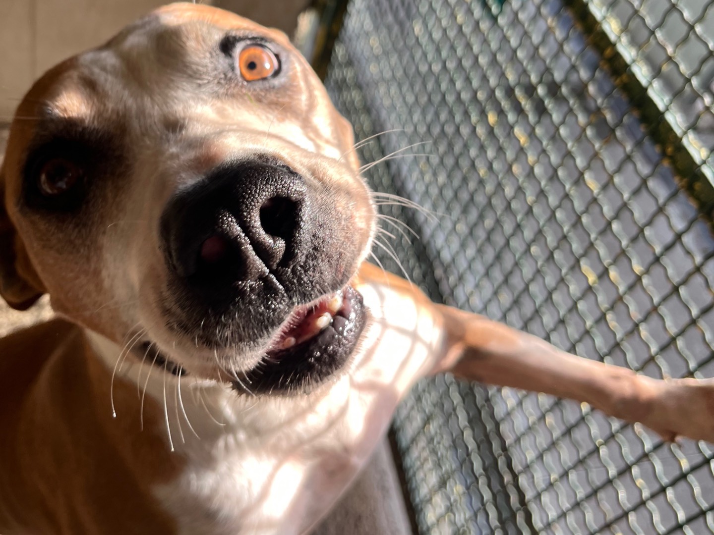 Adotta il cane Sky a Milano