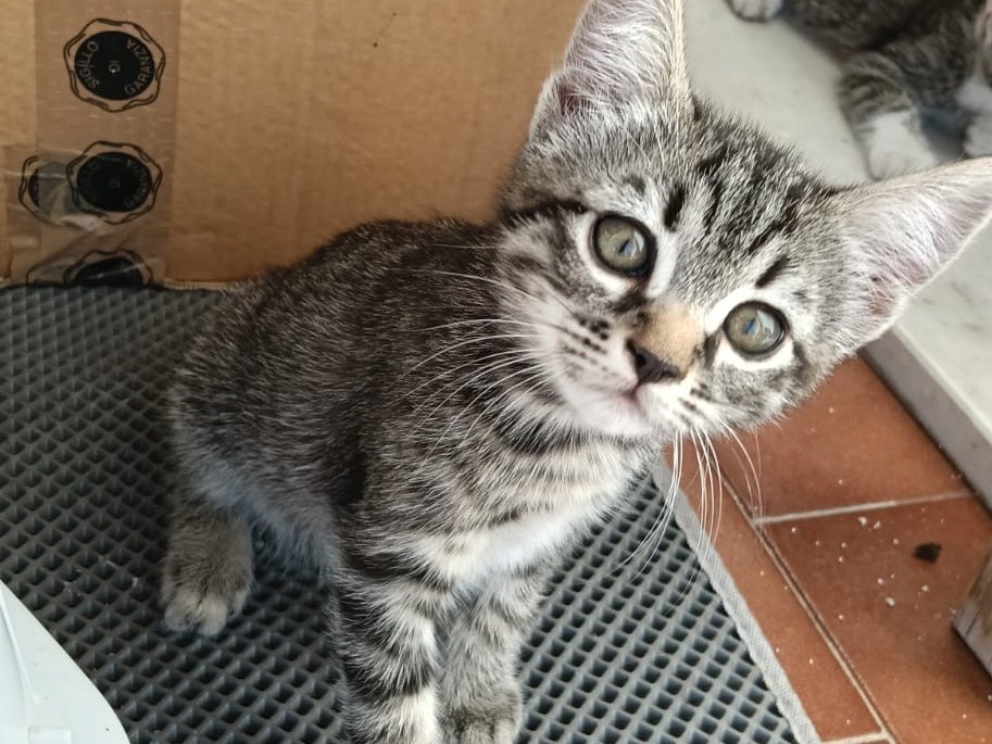 Adozione gatto, femmina, Razza sconosciuta Razza sconosciuta, 3 mesi, taglia non valida, Torino