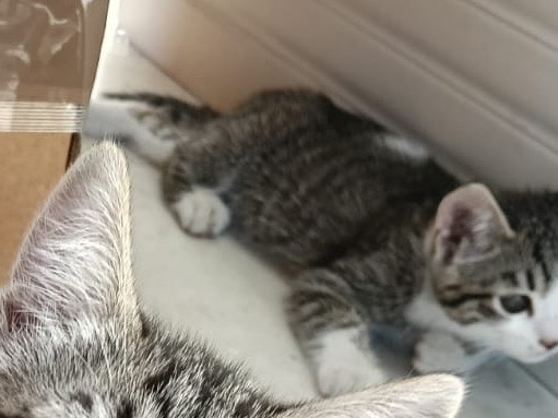 Adozione gatto, femmina, Razza sconosciuta Razza sconosciuta, 3 mesi, taglia non valida, Torino