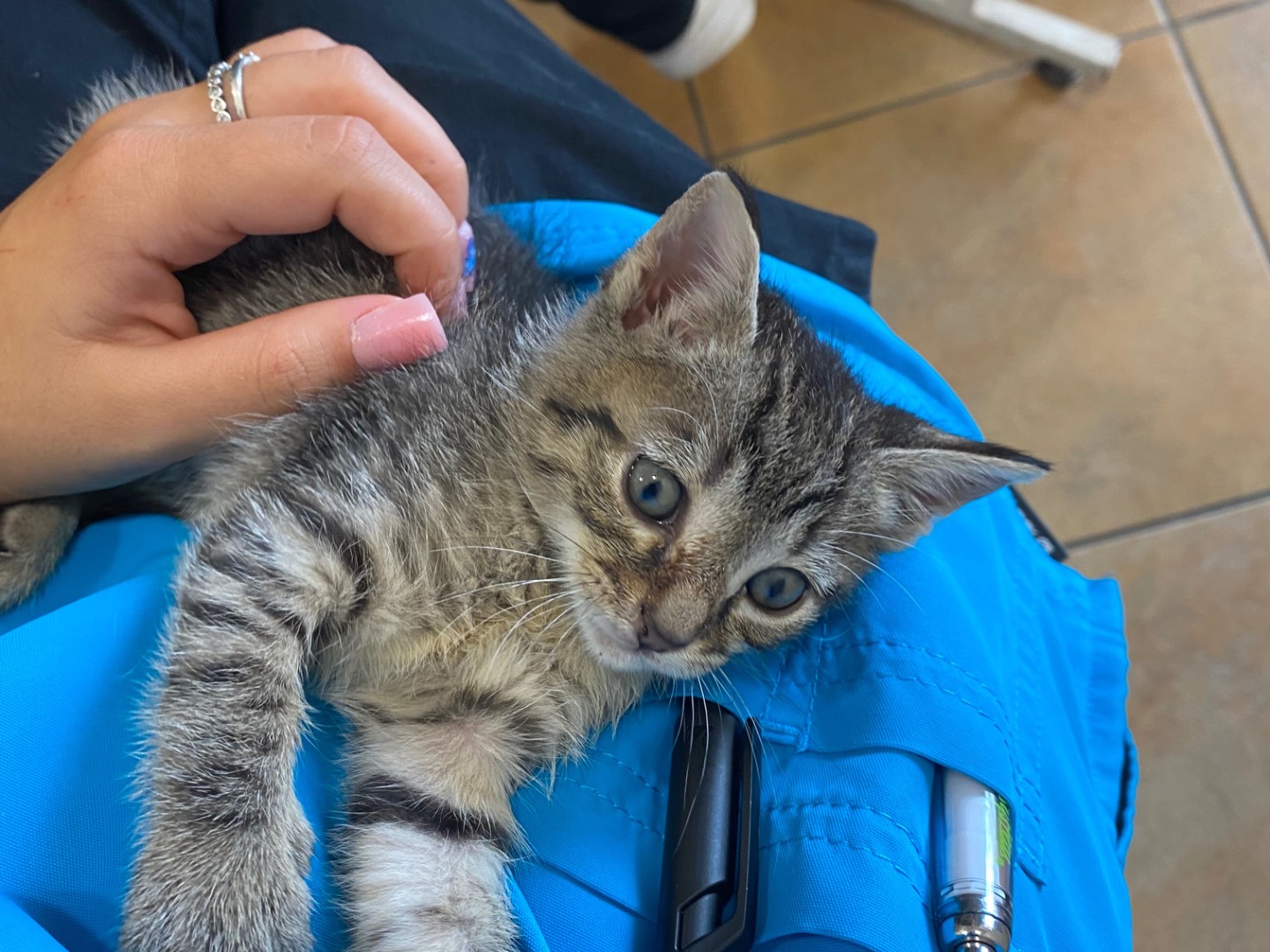 Adozione gatto, femmina, Razza sconosciuta Razza sconosciuta, 1 mesi, taglia non valida, Torino