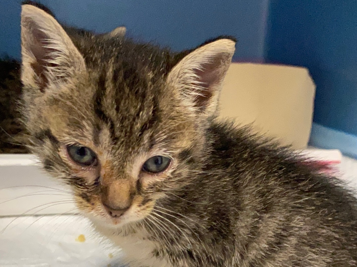 Adozione gatto, maschio, Razza sconosciuta Razza sconosciuta, 1 mesi, taglia non valida, Torino