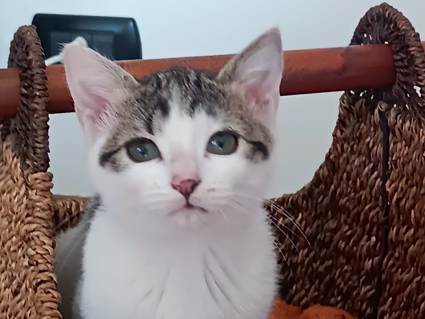 Adozione gatto, femmina, Razza sconosciuta Razza sconosciuta, 1 anno, taglia non valida, Torino