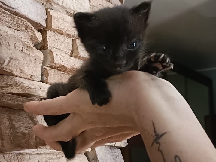 Adozione gatto, femmina, Razza sconosciuta Razza sconosciuta, 1 mesi, taglia non valida, Torino