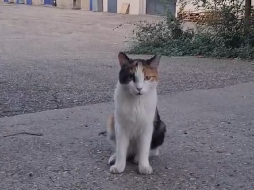 Adozione gatto, femmina, Razza sconosciuta Razza sconosciuta, 2 anni e 7 mesi, taglia non valida, Torino