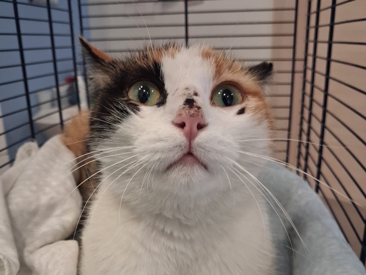 Adotta un gatto, femmina, 2 anni e 7 mesi, Torino