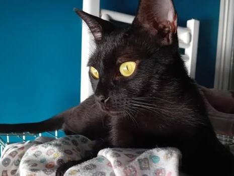 Adozione gatto, femmina, Razza sconosciuta Razza sconosciuta, 1 anno e 2 mesi, taglia non valida, Torino