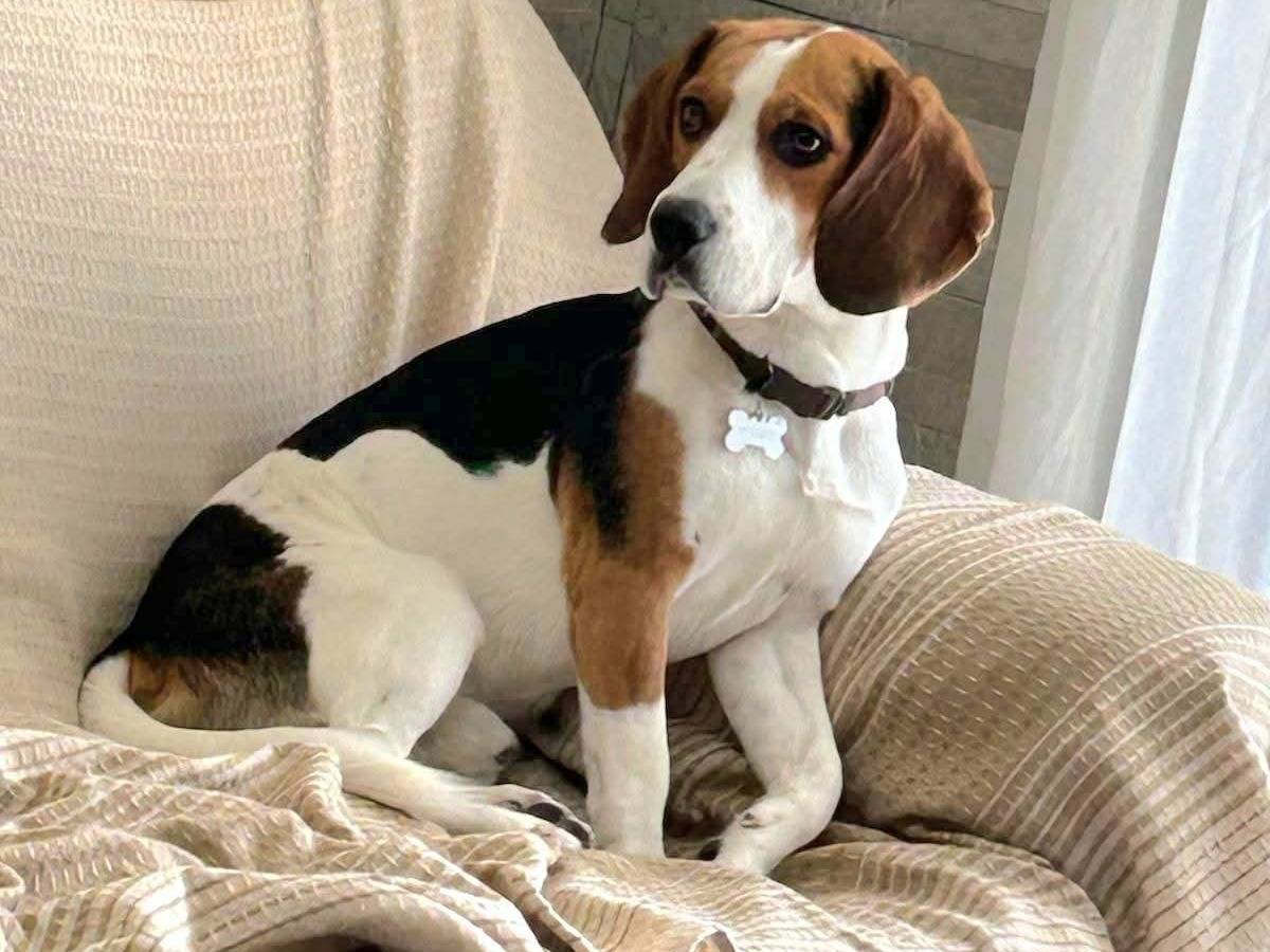 Adozione cane, maschio, Beagle  Razza sconosciuta, 2 anni e 8 mesi, taglia media contenuta, Caserta