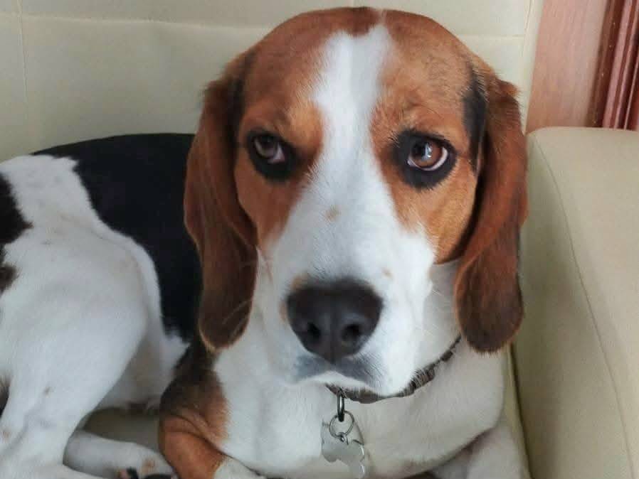 Adotta un cane, maschio, 2 anni e 8 mesi, Caserta