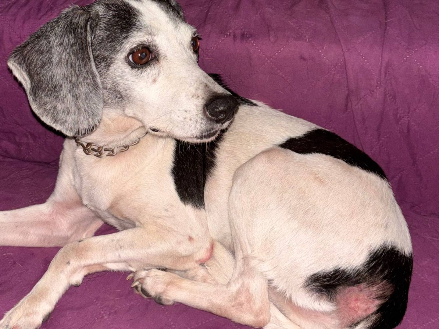 Adozione cane, femmina, Razza sconosciuta Razza sconosciuta, 7 anni e 4 mesi, taglia piccola, Ragusa