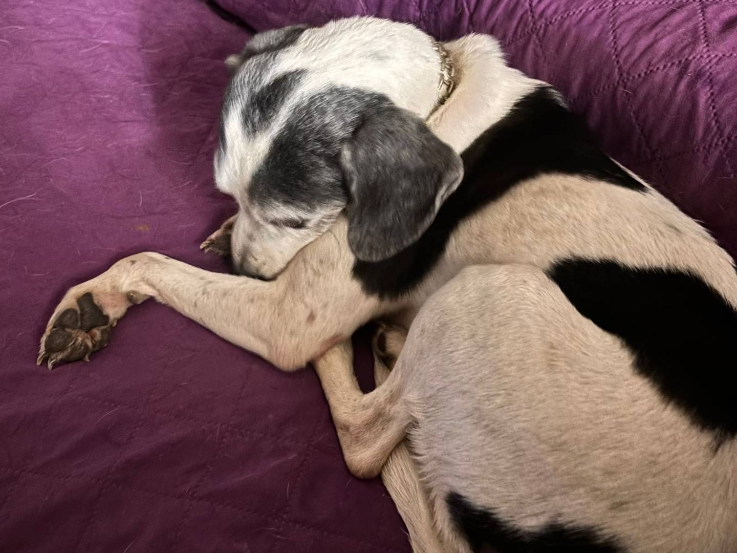 Adotta un cane, femmina, 7 anni e 4 mesi, Ragusa