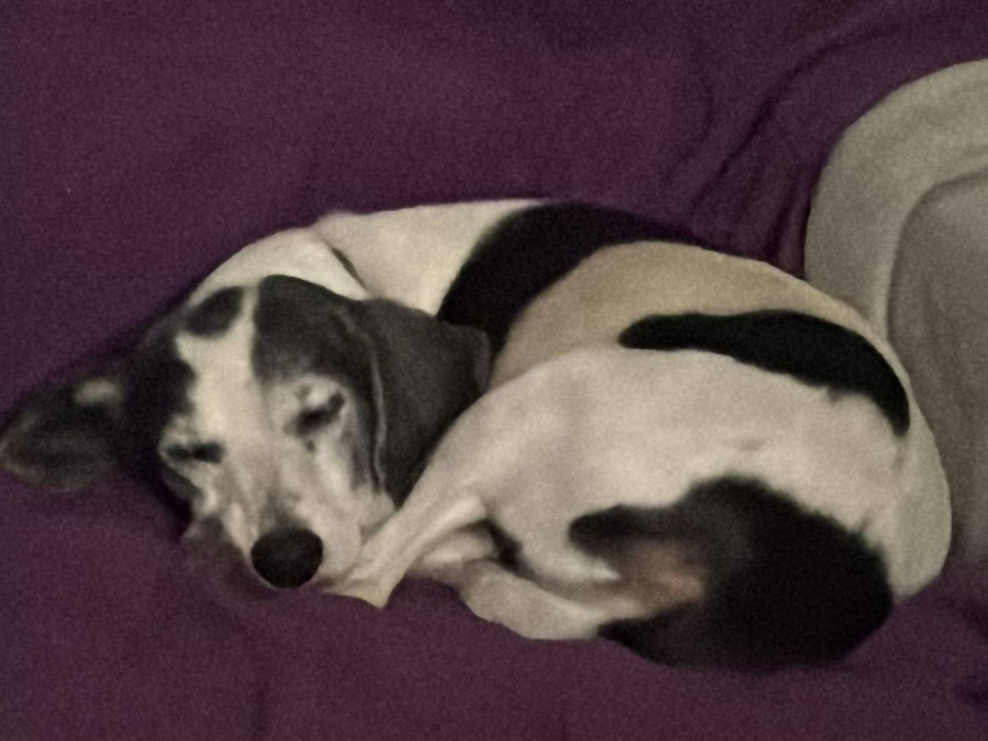 Adotta un cane, taglia piccola, femmina, Ragusa