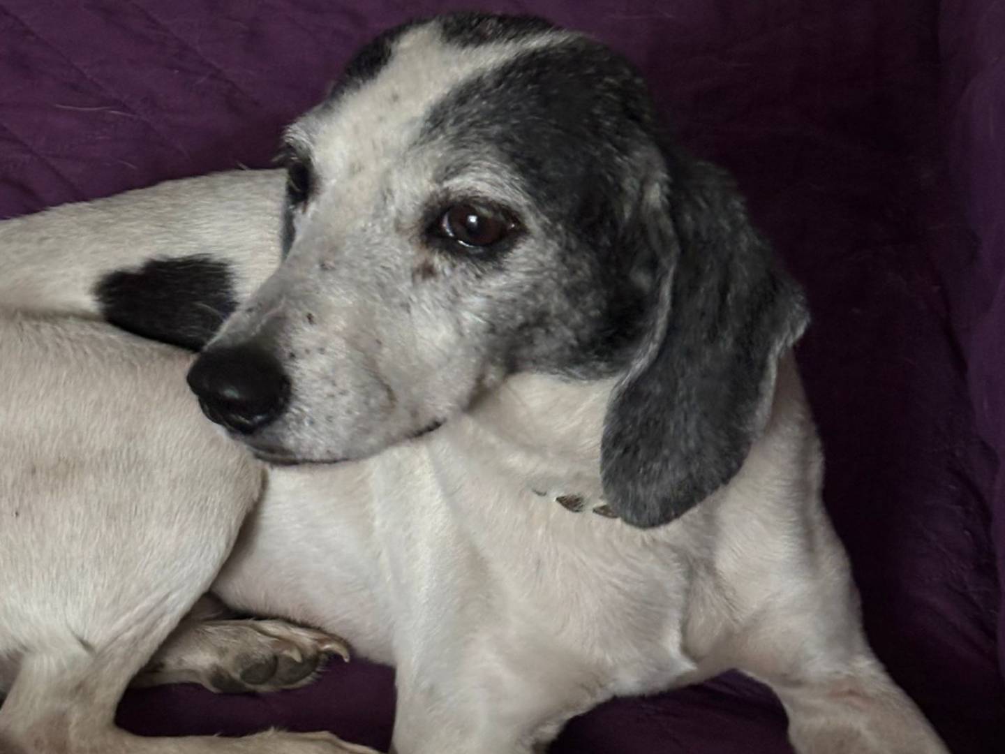 Vuoi adottare un cane a Ragusa?