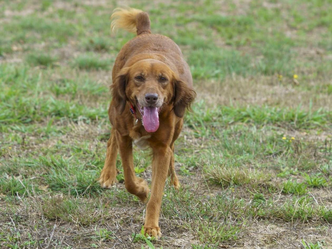 Adozione cane, femmina, Razza sconosciuta Razza sconosciuta, 8 anni e 7 mesi, taglia media, Pisa