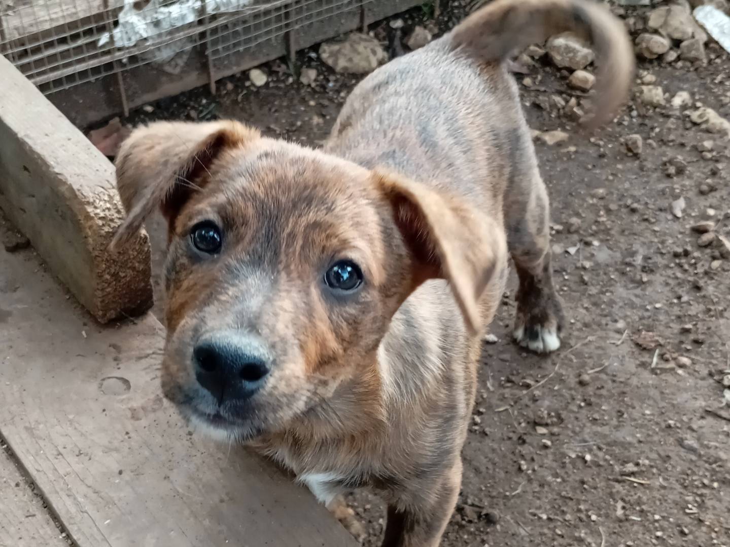 Adotta un cane, maschio, 1 mesi, Frosinone