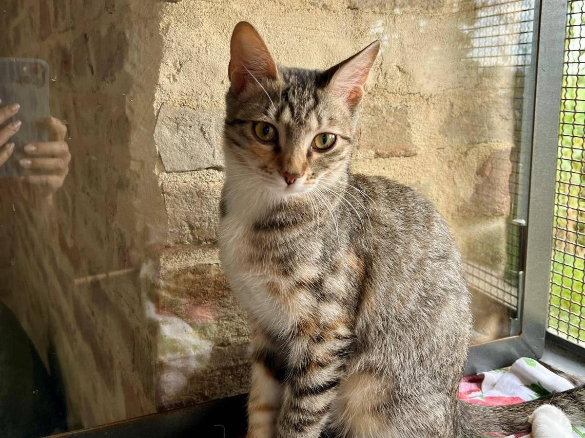 Adozione gatto, femmina, Razza sconosciuta Razza sconosciuta, 5 mesi, taglia non valida, Ancona