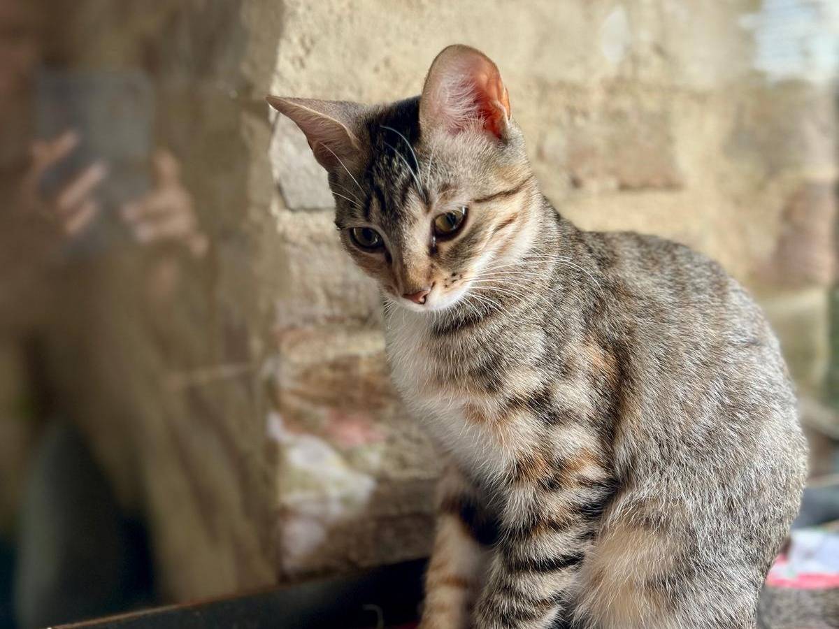 Adotta un gatto, femmina, 5 mesi, Ancona
