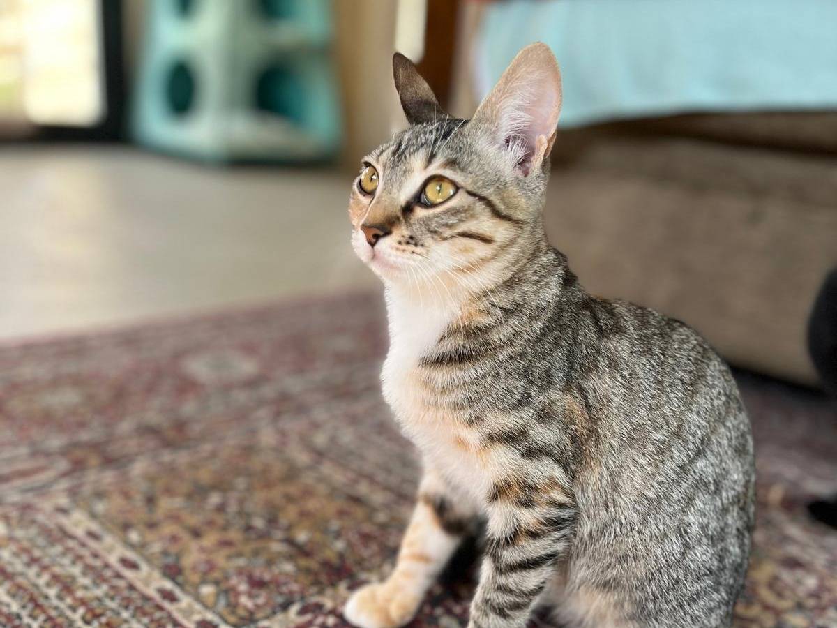Adotta un gatto, taglia non valida, femmina, Ancona