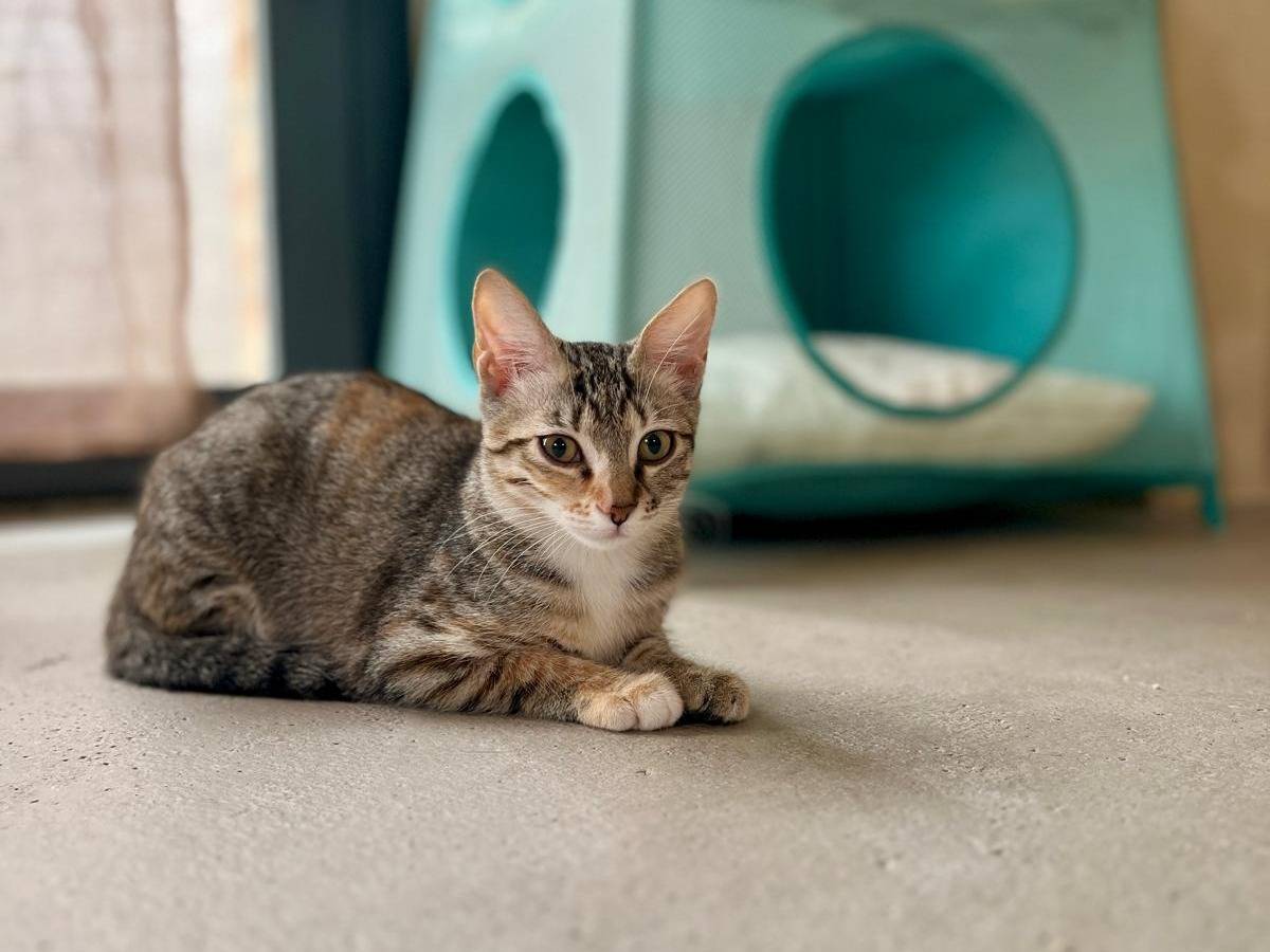 Vuoi adottare un gatto a Ancona?