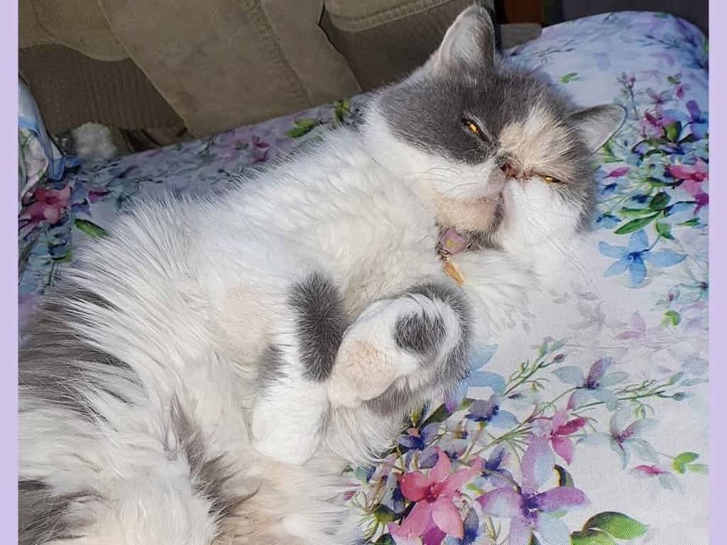 Adozione gatto, femmina, Razza sconosciuta Razza sconosciuta, 11 anni e 3 mesi, taglia non valida, Torino