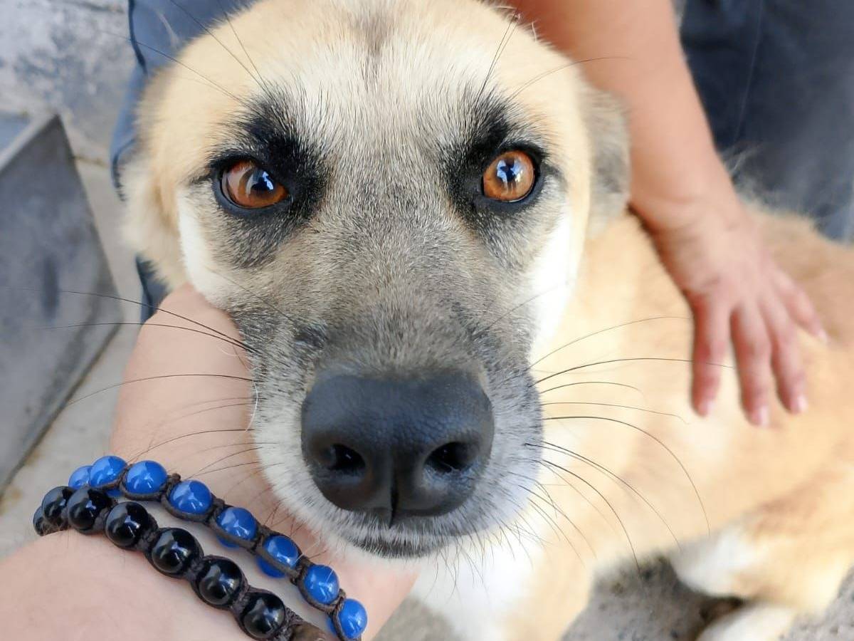 Adozione cane, maschio, Razza sconosciuta Razza sconosciuta, 3 anni e 3 mesi, taglia media contenuta, Crotone