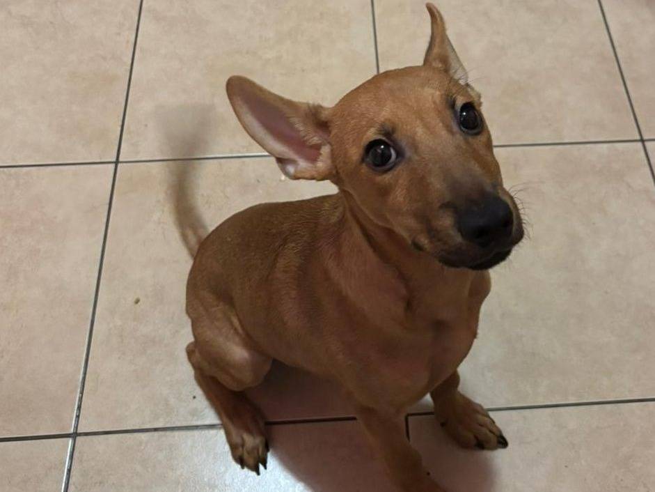 Adozione cane, maschio, Razza sconosciuta Razza sconosciuta, 4 mesi, taglia piccola, Crotone