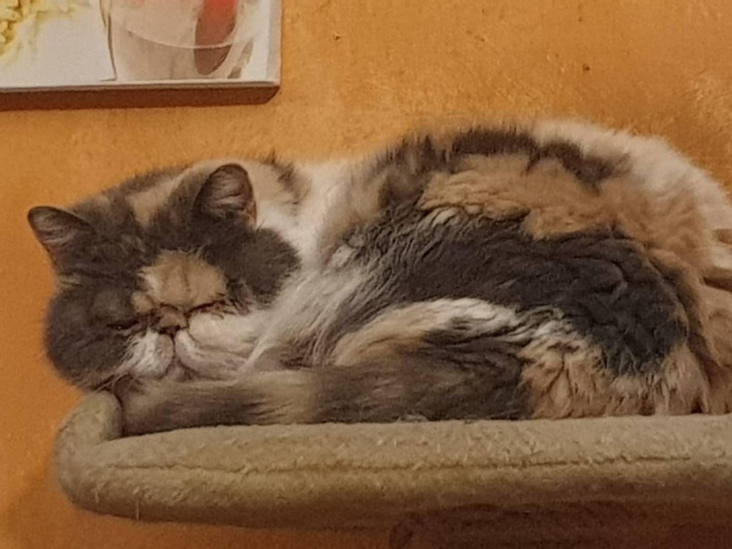 Adotta un gatto, femmina, 11 anni e 3 mesi, Torino