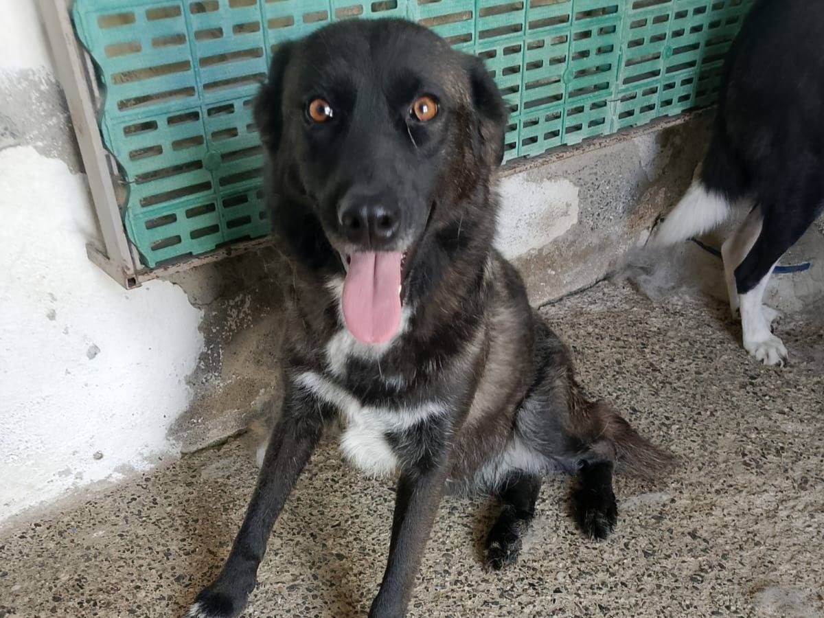 Adozione cane, femmina, Razza sconosciuta Razza sconosciuta, 3 anni e 3 mesi, taglia media, Crotone