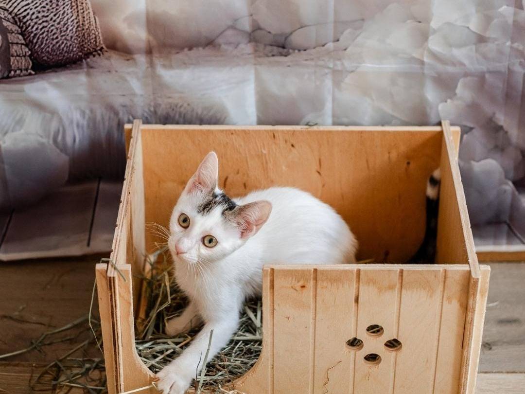 Adotta un gatto, femmina, 4 mesi, Bari