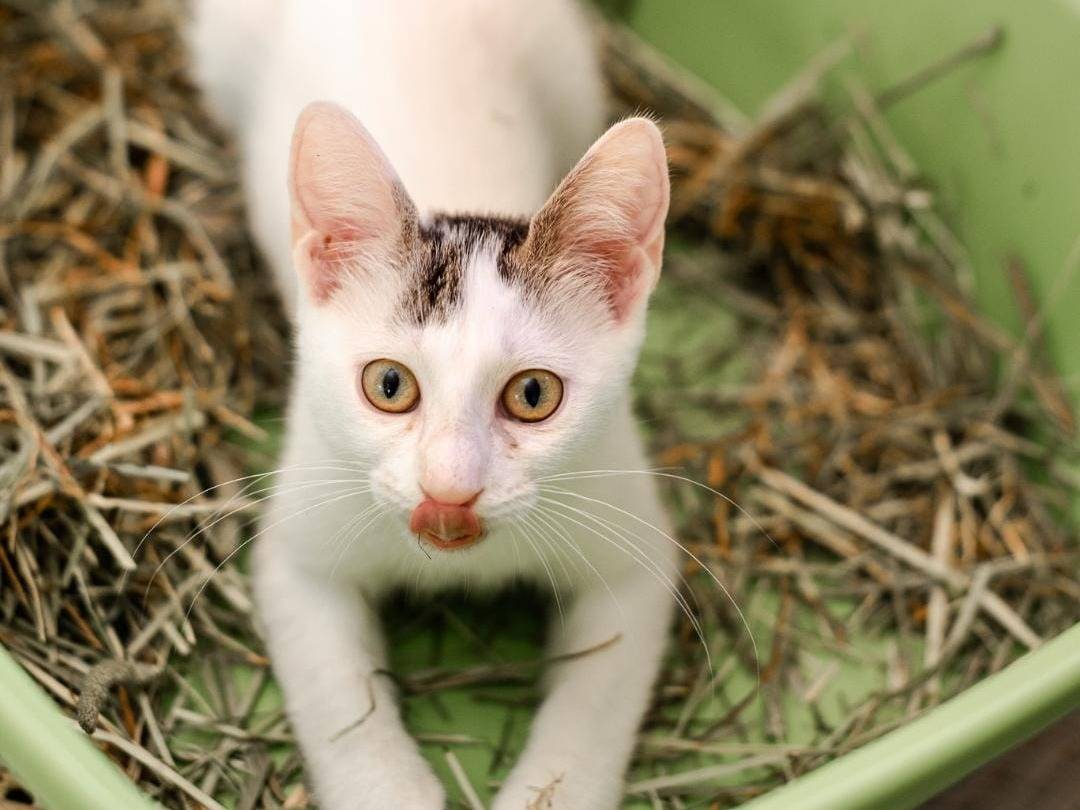 Adotta un gatto, taglia non valida, femmina, Bari