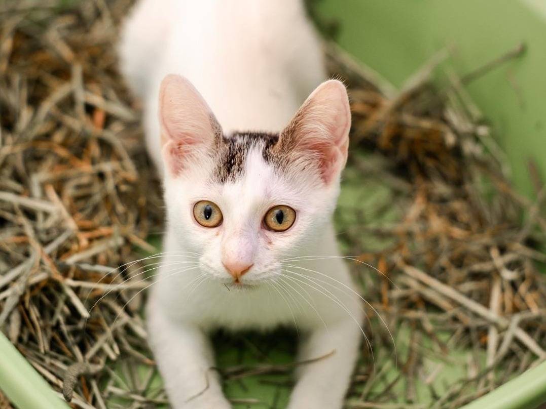 Vuoi adottare un gatto a Bari?