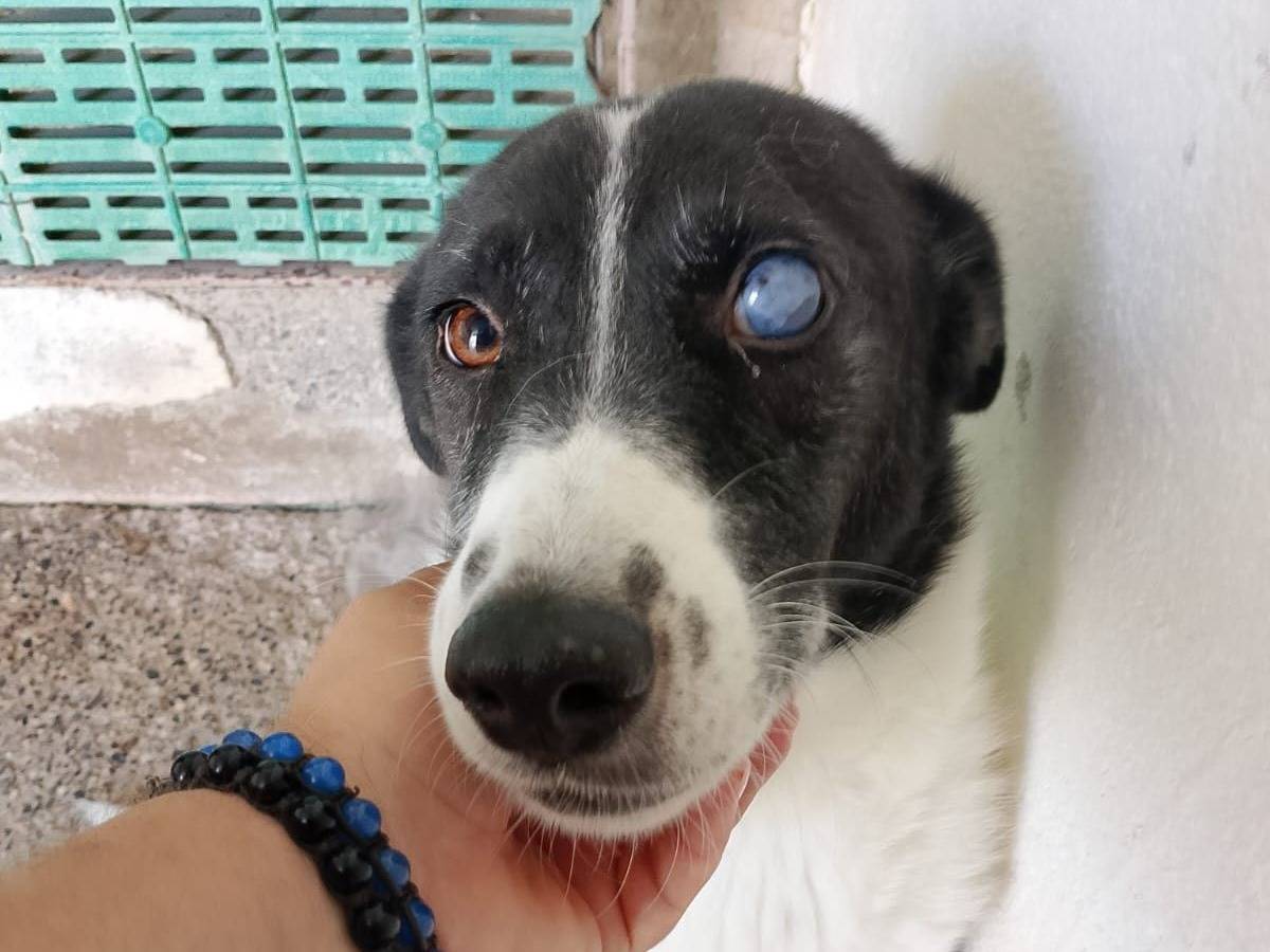 Adozione cane, femmina, Razza sconosciuta Razza sconosciuta, 5 anni e 3 mesi, taglia media, Crotone