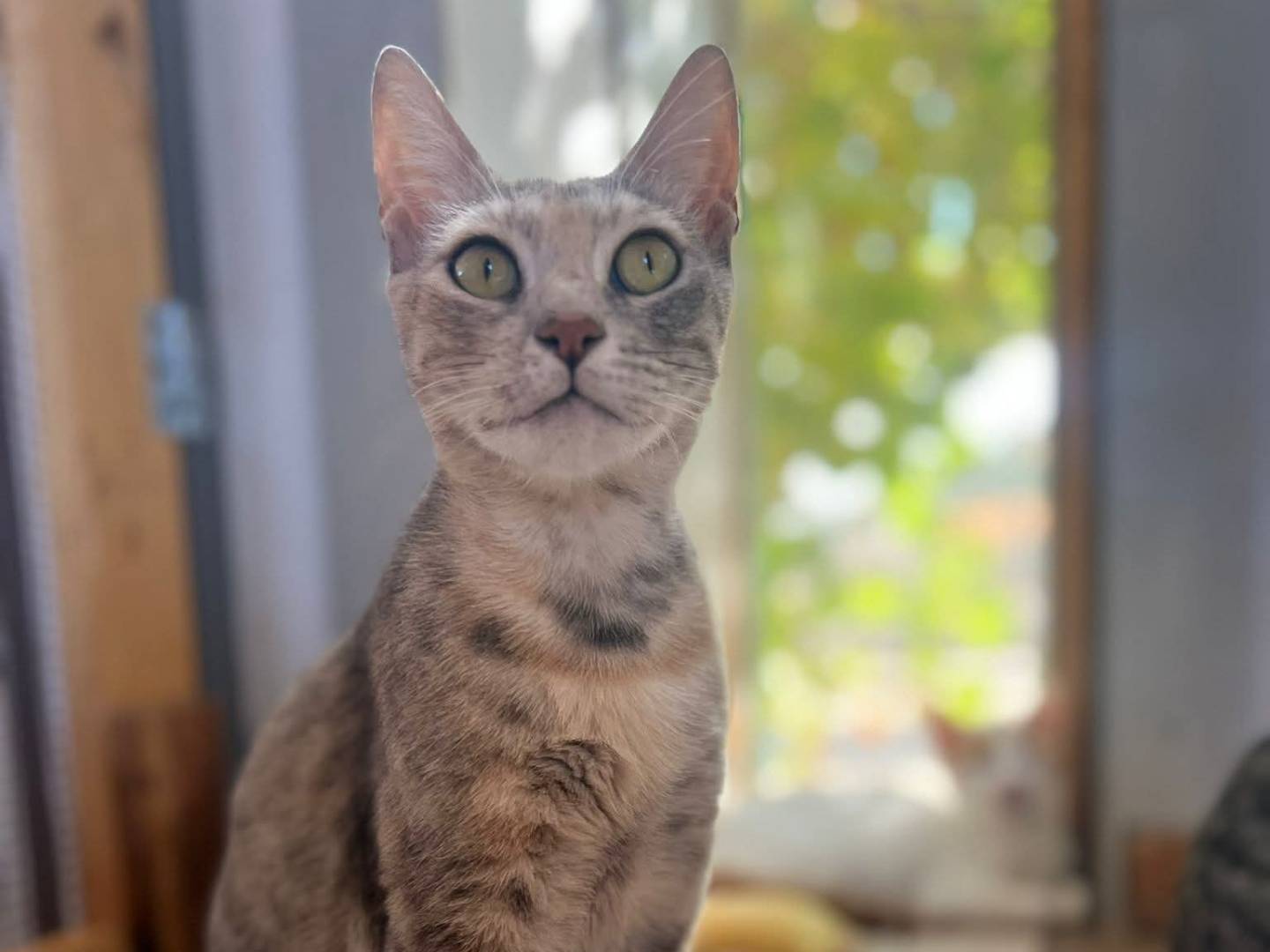 Adozione gatto, femmina, Razza sconosciuta Razza sconosciuta, 3 anni e 3 mesi, taglia non valida, Bari