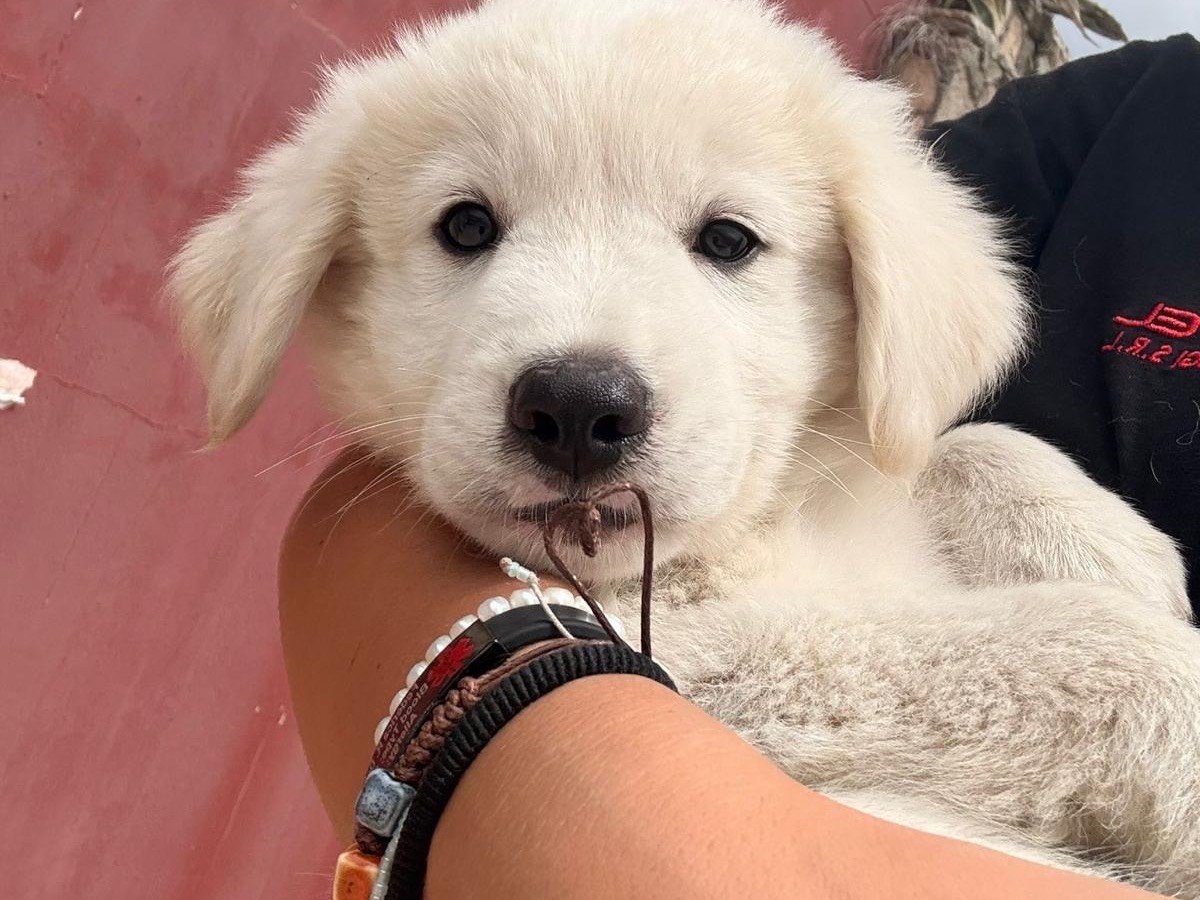 Adozione cane, maschio, Pastore maremmano Spinone, 2 mesi, taglia gigante, Caserta